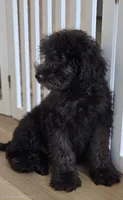 Medium Sized Boy, a male Soft Coated Wheaten Terrier and Whoodle for sale in Los Angeles, CA – 2 of 9