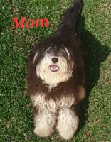 Tiny female Mini, a female Soft Coated Wheaten Terrier and Whoodle for sale in Los Angeles, CA – 5 of 6