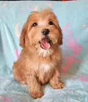 Small Apricot Mini, a female Soft Coated Wheaten Terrier and Whoodle for sale in Los Angeles, CA – 3 of 9