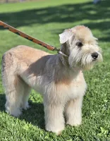 AKC Girl, a female Soft Coated Wheaten Terrier for sale in Los Angeles, CA – 5 of 6