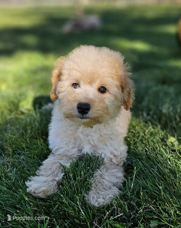 Small female Mini – Poodle - Miniature , Whoodle puppy for sale in Los Angeles, CA