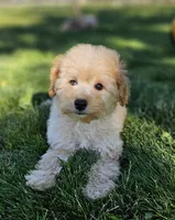 Small female Mini, a female Poodle - Miniature  and Whoodle for sale in Los Angeles, CA – 1 of 4