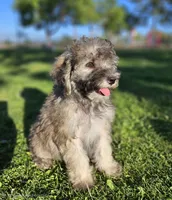 Small female Mini, a female Soft Coated Wheaten Terrier and Whoodle for sale in Los Angeles, CA – 3 of 10