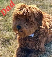 Small male Mini, a male Soft Coated Wheaten Terrier and Whoodle for sale in Los Angeles, CA – 3 of 8