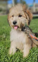 Medium Sized Boy, a male Soft Coated Wheaten Terrier and Whoodle for sale in Los Angeles, CA – 5 of 10