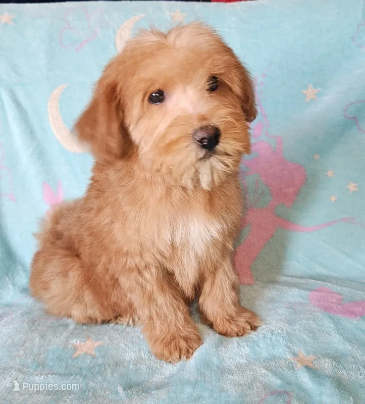 Small Apricot Mini – Soft Coated Wheaten Terrier, Whoodle puppy for sale in Los Angeles, CA