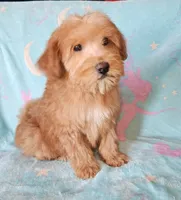 Small Apricot Mini, a female Soft Coated Wheaten Terrier and Whoodle for sale in Los Angeles, CA – 1 of 9