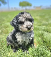 Unique Blue Merle 💙 Girl, a female Soft Coated Wheaten Terrier and Whoodle for sale in Los Angeles, CA – 3 of 8