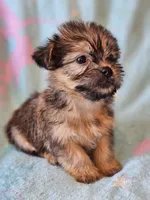Toy sized Boy , a male Shih Tzu and Yorkshire Terrier for sale in Los Angeles, CA – 3 of 6