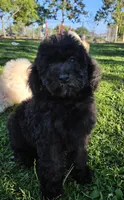 Small female Mini, a female Soft Coated Wheaten Terrier and Whoodle for sale in Los Angeles, CA – 2 of 10