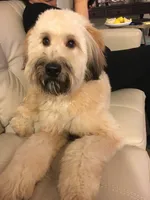 Medium Sized Girl, a female Soft Coated Wheaten Terrier and Whoodle for sale in Los Angeles, CA – 10 of 10