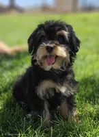 Tiny female Mini, a female Soft Coated Wheaten Terrier and Whoodle for sale in Los Angeles, CA – 2 of 6