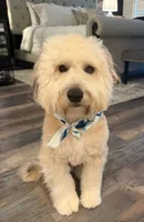 Medium Sized Boy, a male Soft Coated Wheaten Terrier and Whoodle for sale in Los Angeles, CA – 9 of 10
