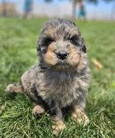 Blue 💙 Merle Boy Cookie 🍪 Dough 💙 , a male Soft Coated Wheaten Terrier and Whoodle for sale in Los Angeles, CA – 2 of 10