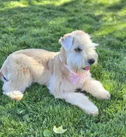 AKC Girl, a female Soft Coated Wheaten Terrier for sale in Los Angeles, CA – 2 of 6