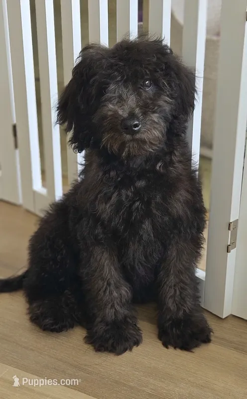 Medium Sized Boy – Soft Coated Wheaten Terrier, Whoodle puppy for sale in Los Angeles, CA