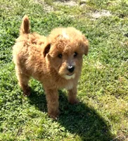 Smale Mini Boy, a male Soft Coated Wheaten Terrier and Whoodle for sale in Los Angeles, CA – Photo 4 of 6