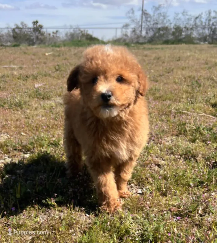 Smale Mini Boy – Soft Coated Wheaten Terrier, Whoodle puppy for sale in Los Angeles, CA