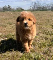Smale Mini Boy, a male Soft Coated Wheaten Terrier and Whoodle for sale in Los Angeles, CA – Photo 1 of 6