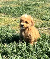 Smale Mini Boy, a male Soft Coated Wheaten Terrier and Whoodle for sale in Los Angeles, CA – Photo 3 of 6