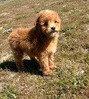 Smale Mini Boy, a male Soft Coated Wheaten Terrier and Whoodle for sale in Los Angeles, CA – Photo 2 of 6