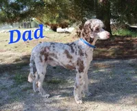 Blue 💙 Merle girl Cookies N Cream 🍪  💙 , a female Soft Coated Wheaten Terrier and Whoodle for sale in Los Angeles, CA – 4 of 10