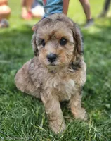 Kona ☕️ Adorable 😍 Medium Sized Girl, a female Soft Coated Wheaten Terrier and Whoodle for sale in Los Angeles, CA – 2 of 10