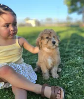 Wheaten Colored Boy, a male Soft Coated Wheaten Terrier and Whoodle for sale in Los Angeles, CA – 4 of 10