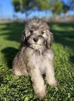 Small female Mini, a female Soft Coated Wheaten Terrier and Whoodle for sale in Los Angeles, CA – 2 of 10