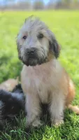 Wheaten Colored Boy , a male Soft Coated Wheaten Terrier and Whoodle for sale in Los Angeles, CA – 2 of 10
