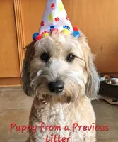 Medium Sized Girl, a female Soft Coated Wheaten Terrier and Whoodle for sale in Los Angeles, CA – 8 of 10