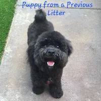 Small female Mini, a female Soft Coated Wheaten Terrier and Whoodle for sale in Los Angeles, CA – 8 of 10