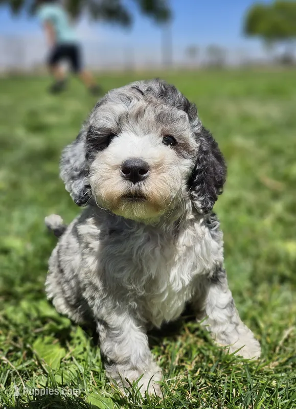 Sprinkles Blue Merle 💙 Girl  – Soft Coated Wheaten Terrier, Whoodle puppy for sale in Los Angeles, CA