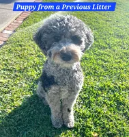 Blue 💙 Merle Boy 20-25 lbs 💙 , a male Soft Coated Wheaten Terrier and Whoodle for sale in Los Angeles, CA – 8 of 10