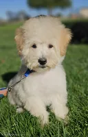 Small male Trained Mini, a male Soft Coated Wheaten Terrier and Whoodle for sale in Los Angeles, CA – 3 of 10