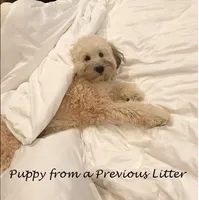 Small female Mini, a female Soft Coated Wheaten Terrier and Whoodle for sale in Los Angeles, CA – 9 of 10