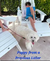 Small female Mini, a female Soft Coated Wheaten Terrier and Whoodle for sale in Los Angeles, CA – 10 of 10