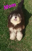 Sprinkles Blue Merle 💙 Girl , a female Soft Coated Wheaten Terrier and Whoodle for sale in Los Angeles, CA – 6 of 10
