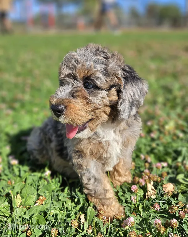 Unique Blue Merle 💙 Boy – Soft Coated Wheaten Terrier, Whoodle puppy for sale in Los Angeles, CA
