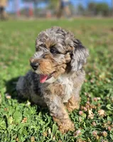 Unique Blue Merle 💙 Boy, a male Soft Coated Wheaten Terrier and Whoodle for sale in Los Angeles, CA – 1 of 9