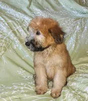 AKC Boy with Dark Gold Color, a male Soft Coated Wheaten Terrier for sale in Los Angeles, CA – 5 of 8