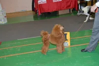 Red and White male with Full AKC , a male Poodle - Miniature  for sale in Los Angeles, CA – 3 of 3