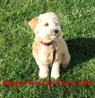 Small Apricot Mini, a female Soft Coated Wheaten Terrier and Whoodle for sale in Los Angeles, CA – 9 of 9