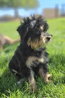 Tiny female Mini, a female Soft Coated Wheaten Terrier and Whoodle for sale in Los Angeles, CA – 4 of 6