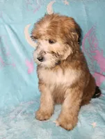 Small female Mini, a female Soft Coated Wheaten Terrier and Whoodle for sale in Los Angeles, CA – 4 of 10