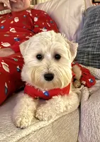 Small male Trained Mini, a male Soft Coated Wheaten Terrier and Whoodle for sale in Los Angeles, CA – 9 of 10