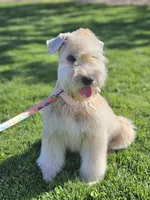 AKC Girl, a female Soft Coated Wheaten Terrier for sale in Los Angeles, CA – 4 of 6
