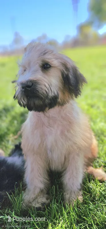 Wheaten Colored Boy  – Soft Coated Wheaten Terrier, Whoodle puppy for sale in Los Angeles, CA