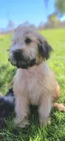 Wheaten Colored Boy , a male Soft Coated Wheaten Terrier and Whoodle for sale in Los Angeles, CA – 1 of 10