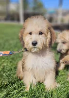 Medium Sized Boy, a male Soft Coated Wheaten Terrier and Whoodle for sale in Los Angeles, CA – 3 of 10